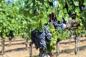 SonomaWineryPic-grapes