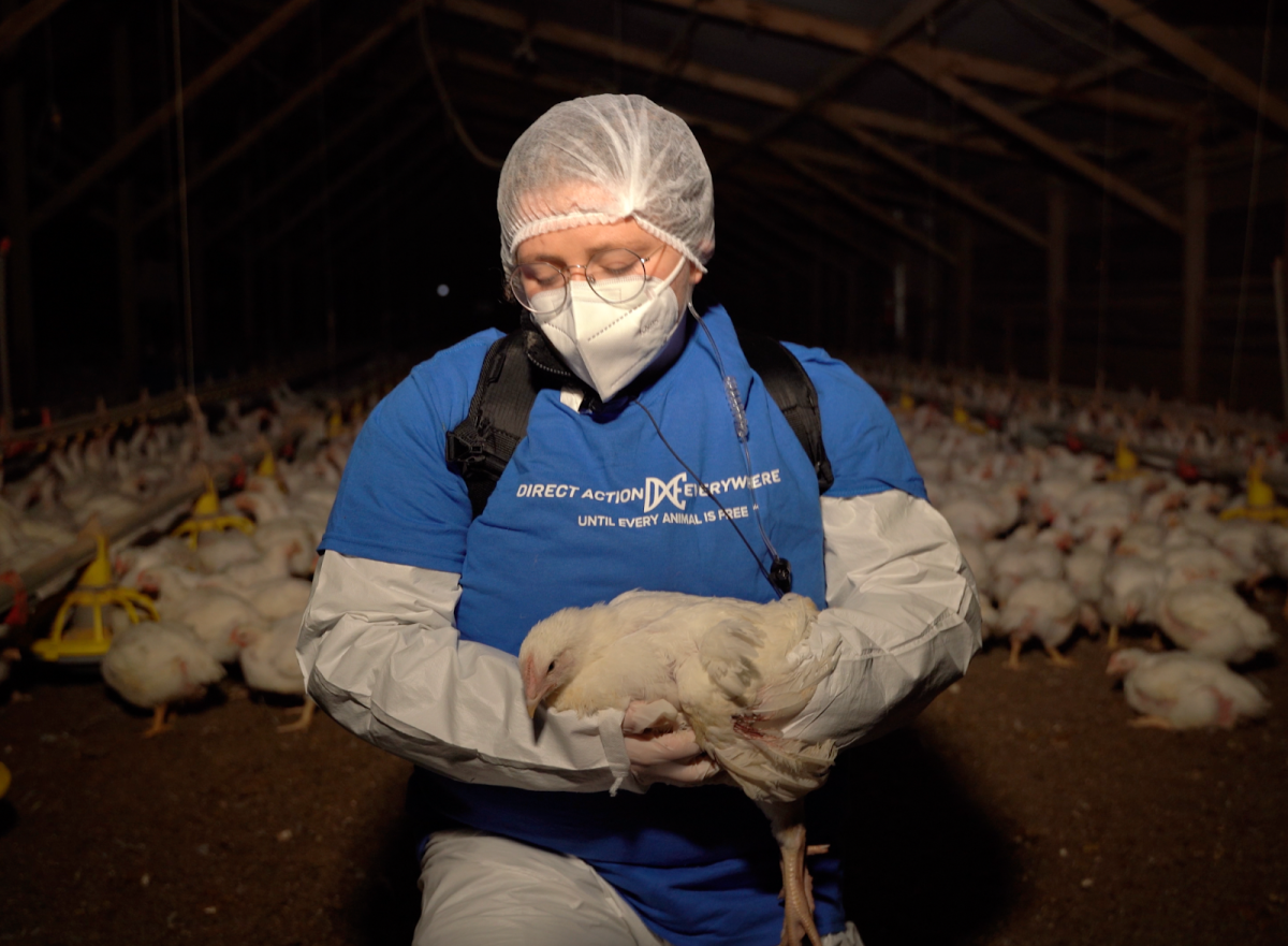 Zoe Rosenberg rescuing Petunia from a Perdue’s Petaluma Poultry slaughterhouse. Used with permission by Zoe Rosenberg with DxE.