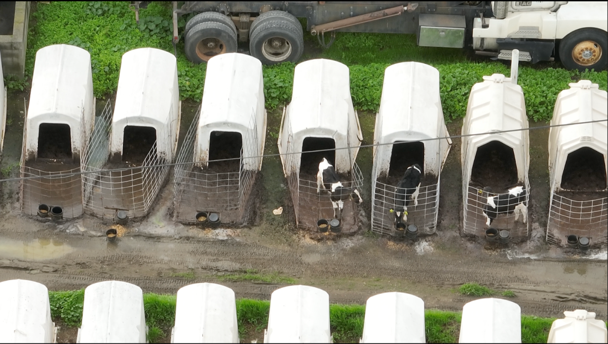 Mertens Dairy Farm in Sonoma County. Used with permission by Coalition to End Factory Farming