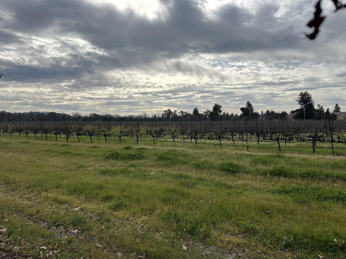The 68 acres of land proposed for the future casino lot.